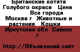 Британские котята Голубого окраса › Цена ­ 8 000 - Все города, Москва г. Животные и растения » Кошки   . Иркутская обл.,Саянск г.